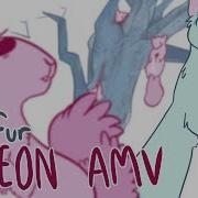 Ashfur Pigeon Amv