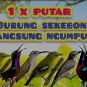 Burung Kecil Ribut