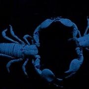 Scorpion Dance