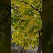 Листья В Рощах Облетают И В Лесах