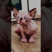 Господи Какая Ты Страшная Как Ядерная Война