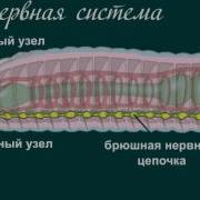 Изучение Внешнего Строения Дождевого Червя