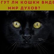 Добро Пожаловать Мир Духовных Питомцев