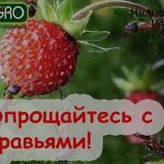 Иван Русских Борьба С Муравьями