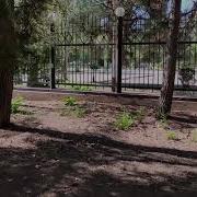 Пение Горлицы