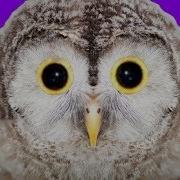 Atols Owl