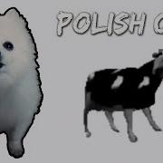 Polish Dog Polish Cow Em Cachorrês