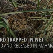 Leopard Rescue In Maharashtra