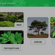 Биологи 7 Класс Высшие Растения