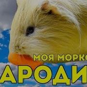 Макс Барских Моя Любовь Пародия
