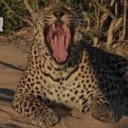 Leopard Sounds