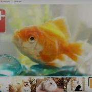 Goldfish Style Gangnam Style