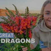 The Snapdragons Our Time