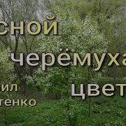 Михаил Устенко Черемуха