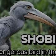 Shoebill Improved