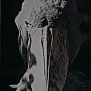 Funk Oscuro Super Slowed