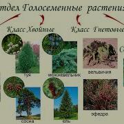 7Класс Голосеменные Растения