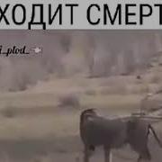 Шер Салом Хакида Узбек Тилида