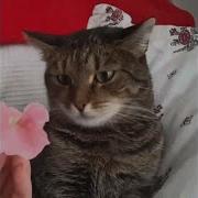 Я Сегодня Тебе Принес Не Букет Из Пышных Роз Оригинал
