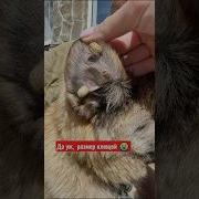 Шмель