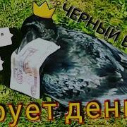 Черный Черный Ворон Просто В Небе Птица