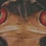 Звезда Изиды