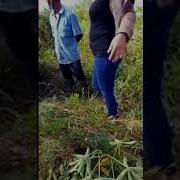 Siskae Prank Tukang Kebun