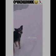Очкошник Прикол