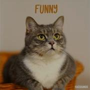 Funny Fassounds