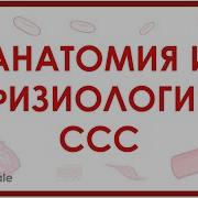 Сердечно Сосудистая