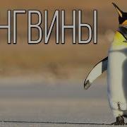 Физ Минутка Про Пингвинов
