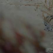 Нашид عروس النور