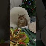 Это Я Удачно Попала Вот Это Поляна Поляна