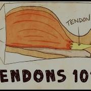 Tendon