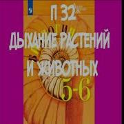 Биология 6 Класс Параграф Дыхание Растений И Животных