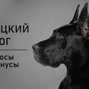 Перврэлементы Дог