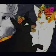 Коты Воители История Остролистой