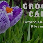 Crocus Media Промо Видео