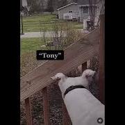 Fuck You Tony Dog