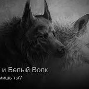 Чёрный И Белый Волк
