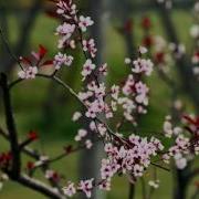李芷苓 春光无限好