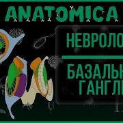 Базальные Ганглии
