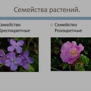 Класс Двудольные Семейство Крестоцветные И Розоцветные