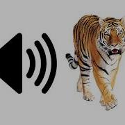 Tiger Roar Sound Effect