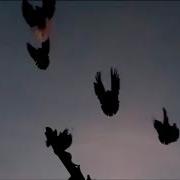 Песню О Военных Голубях