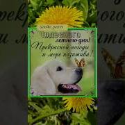 Прикол Песни Пайшанба