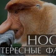 Носач Обезьяна