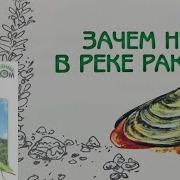 Зачем Нужны Ракушки В Реке