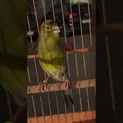 Как Поёт Канарейка Видео