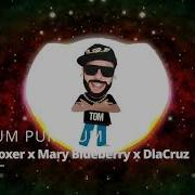 Pum Pum Pum Tom Boxer X Mary Blueberry X Dlacruz